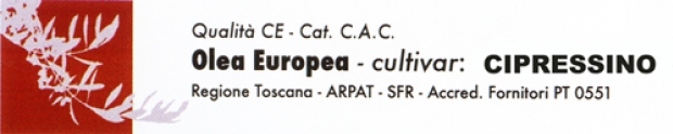 olea europea cipressino